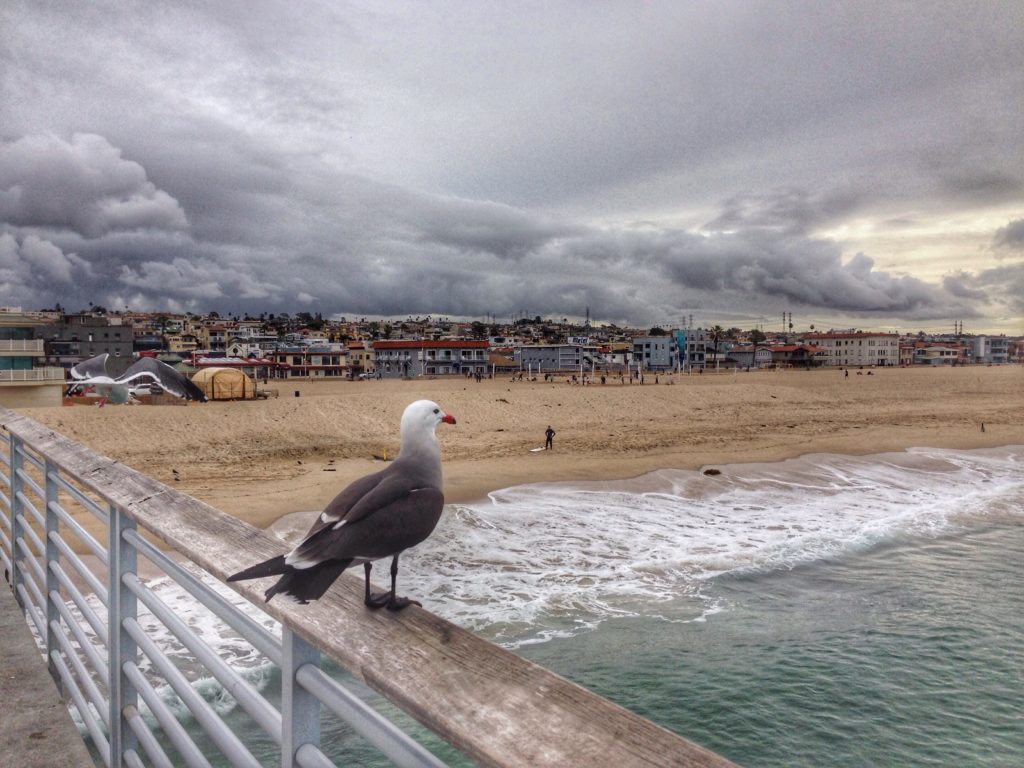 This area in Hermosa Beach was a great place to walk and was located near the home where I house sit. 