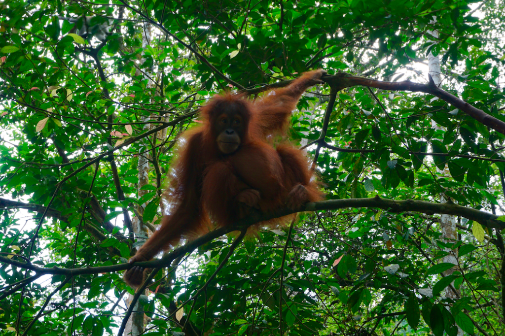 One of the many orangutan we saw on our hike. 