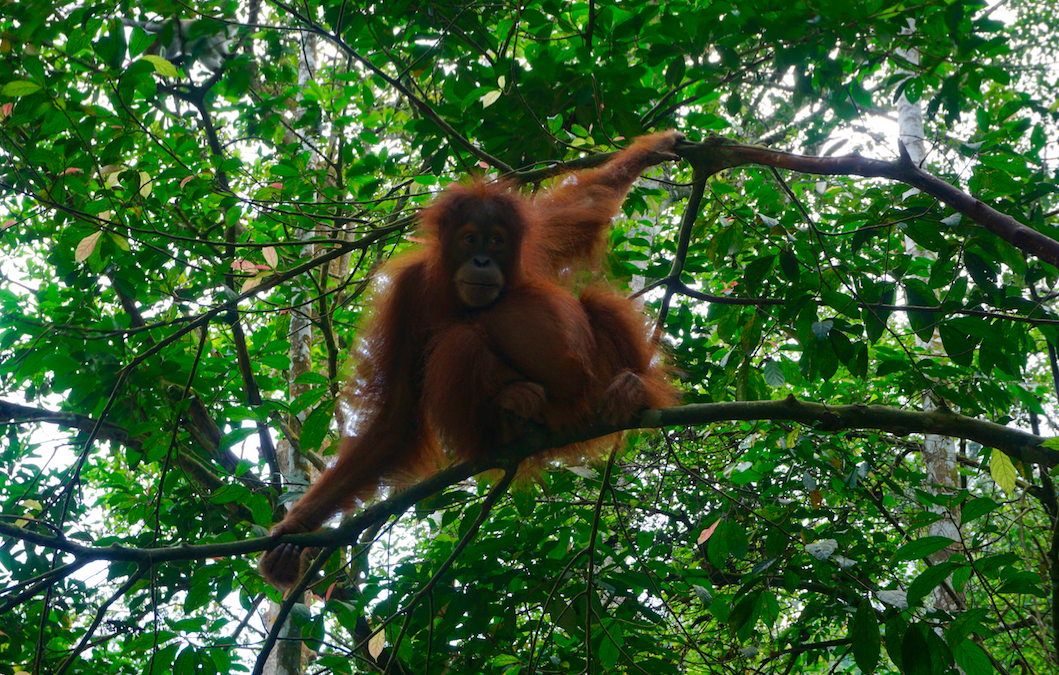 Trekking Bukit Lawang