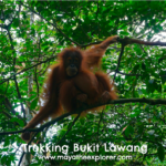 Trekking Bukit Lawang Indonesia