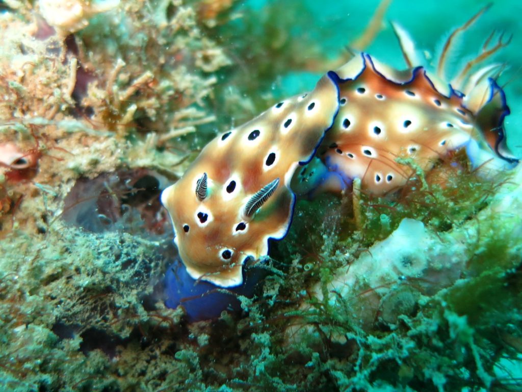 chromodoris-1537996_1920